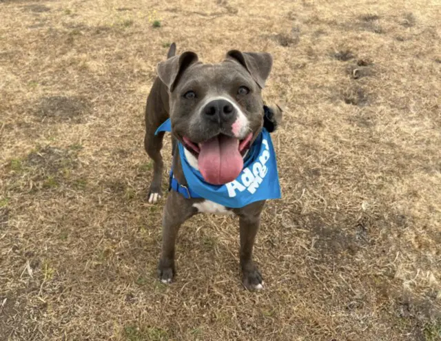 Emory - American Pit Bull Terrier
