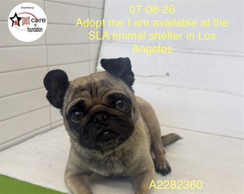 FRANCINE, an adoptable Pug in Los Angeles, CA