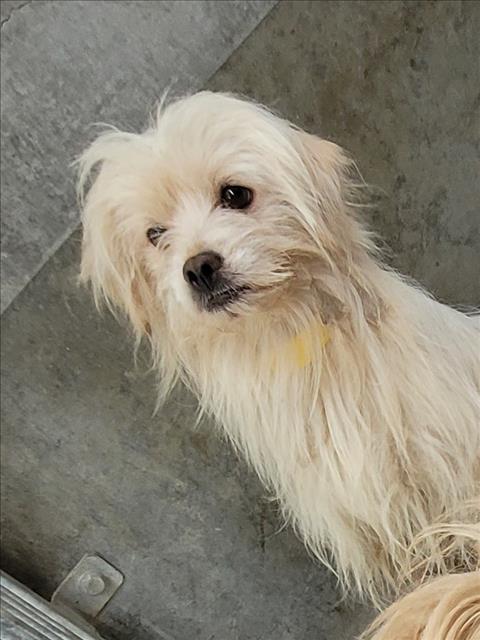 A.J., an adoptable Maltese in Los Angeles, CA
