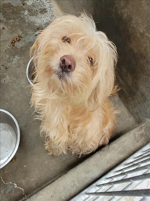 P.J., an adoptable Maltese in Los Angeles, CA