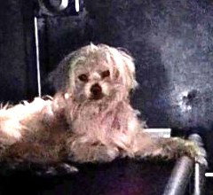 JOSEPH, an adoptable Maltese in Los Angeles, CA