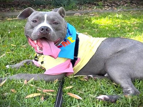 Peter, Pit Bull Terrier (medium coat)