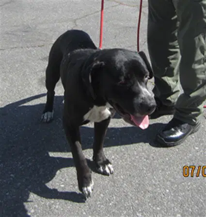 Happy - Pit Bull Terrier