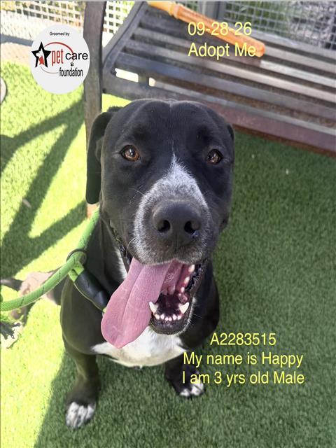 HAPPY, a dog for adoption from South Los Angeles Animal Care and Control Center