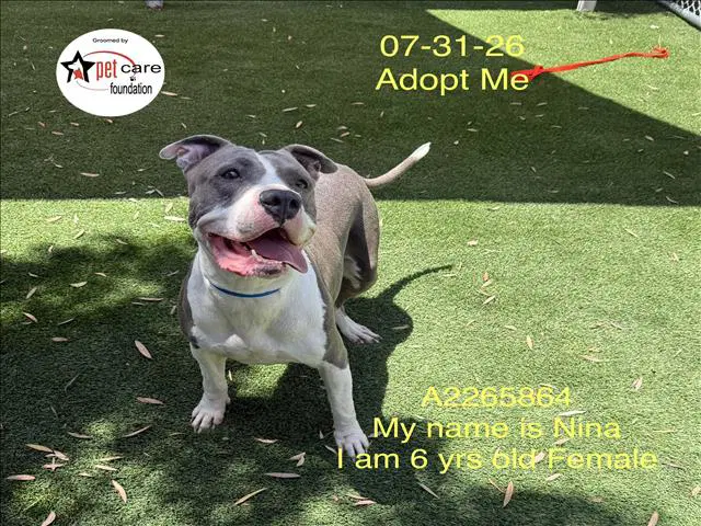 Nina - Pit Bull Terrier