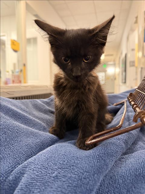 BRUCE - Domestic Short Hair available for adoption