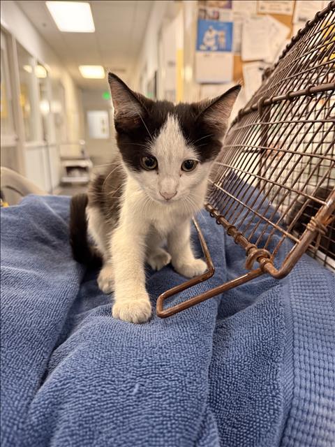 CHUCK - Domestic Short Hair available for adoption