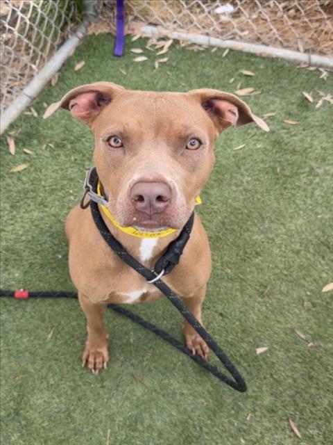 ZOE, a dog for adoption from South Los Angeles Animal Care and Control Center