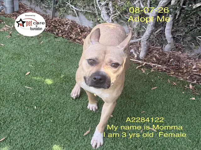 Momma - Pit Bull Terrier
