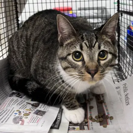 Keyfora - Domestic Short Hair