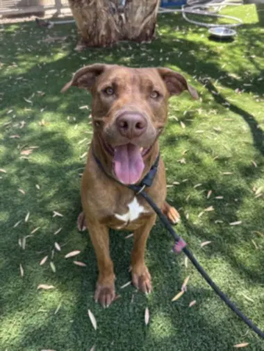Wolf - Pit Bull Terrier