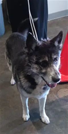Grampo - German Shepherd Dog