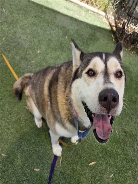 Penny Lane - Siberian Husky