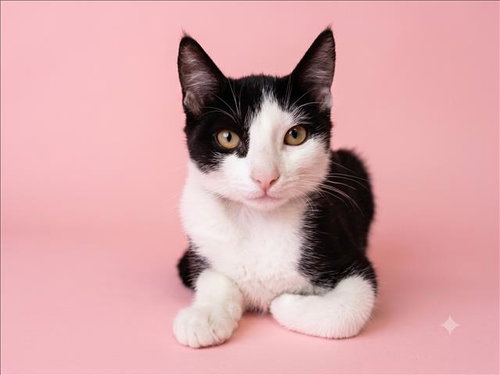 A2285893 - Domestic Short Hair available for adoption