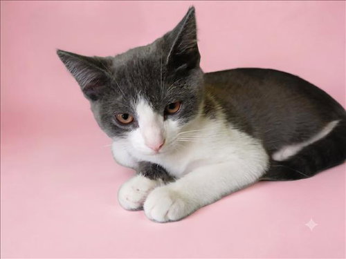 A2285894 - Domestic Short Hair available for adoption
