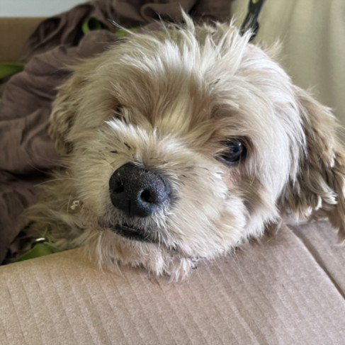 MASHED POTATOES — rescue dog of the day