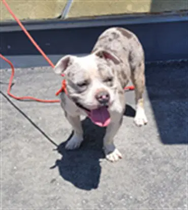 Champ - Bulldog