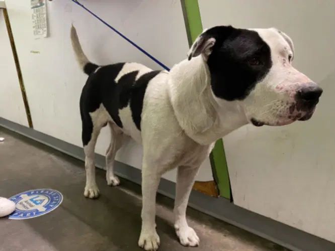 Scooby - Pit Bull Terrier