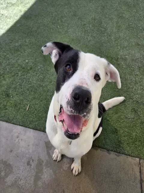 Scooby - Pit Bull Terrier