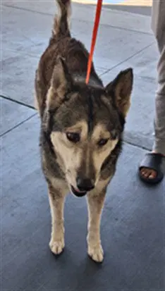 Bella - Siberian Husky