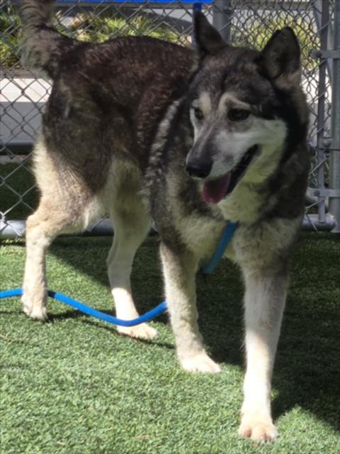 BELLA, a dog for adoption from South Los Angeles Animal Care and Control Center