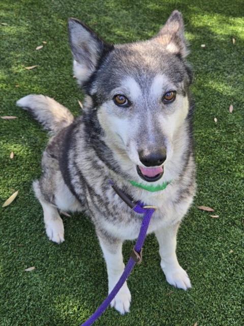 Bella, Siberian Husky (medium coat)