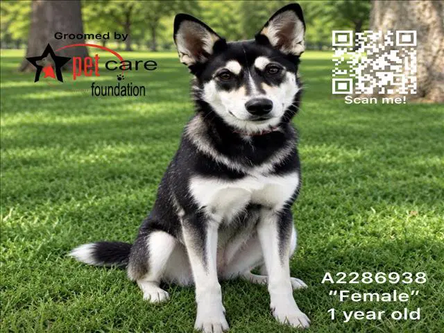 Annie - Siberian Husky