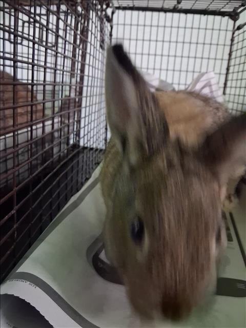 Cocoa