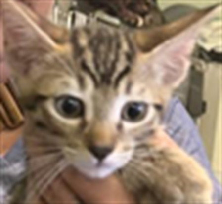 Zozo