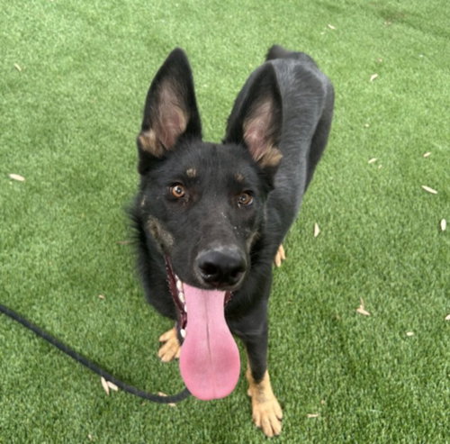 ASH, a dog for adoption from South Los Angeles Animal Care and Control Center