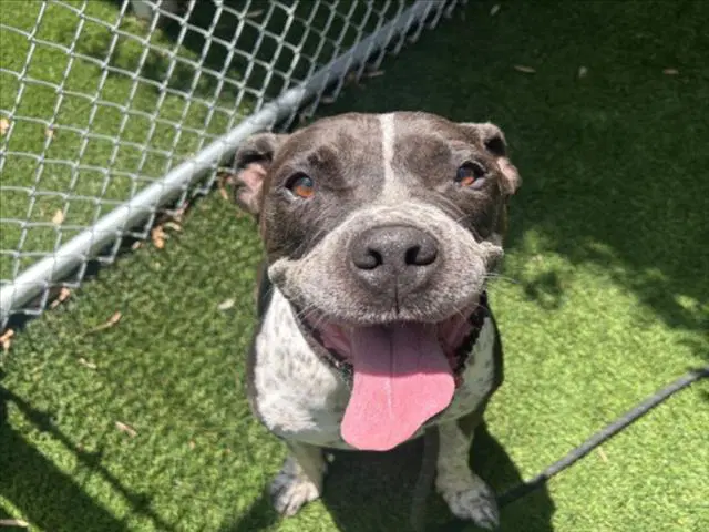 Dr Pepper - Staffordshire Bull Terrier