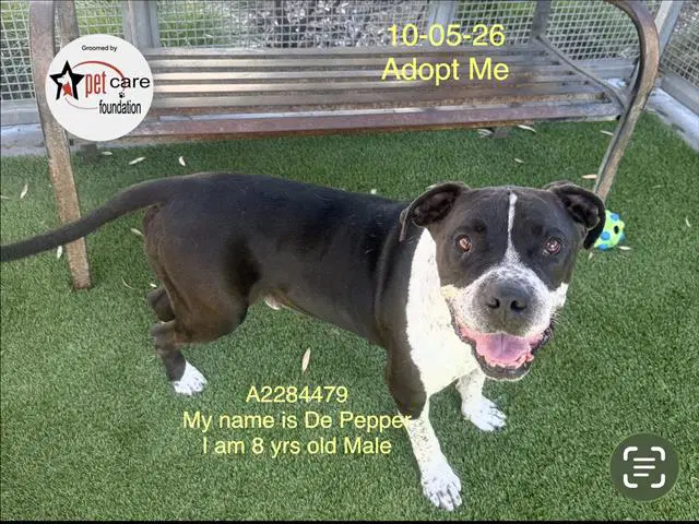 Dr Pepper - American Staffordshire Terrier