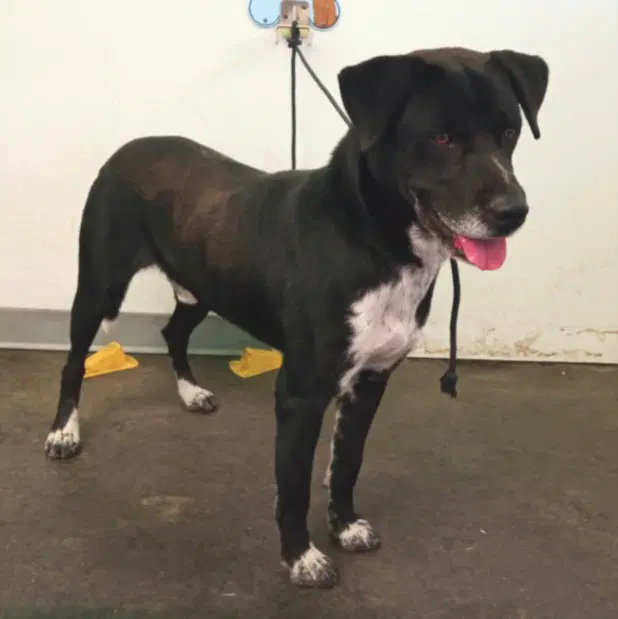 Kevin - Pit Bull Terrier