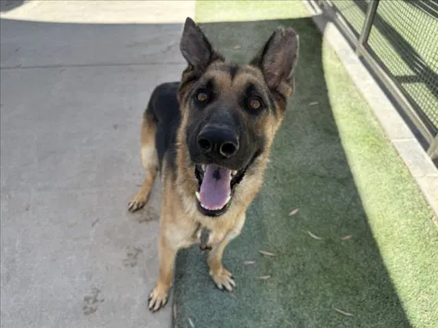 Ranger - German Shepherd Dog