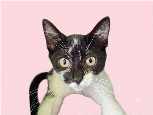 AVERY - Domestic Short Hair available for adoption