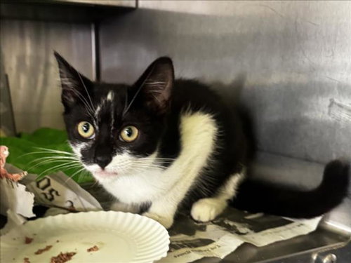 AVERY - Domestic Short Hair available for adoption