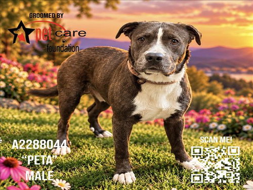 PETA, a dog for adoption from South Los Angeles Animal Care and Control Center