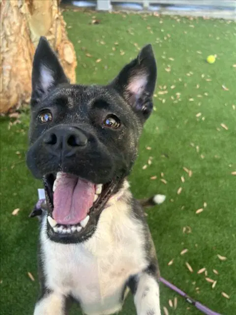Fiona - Akita