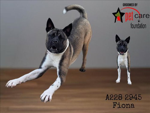 FIONA, a dog for adoption from South Los Angeles Animal Care and Control Center