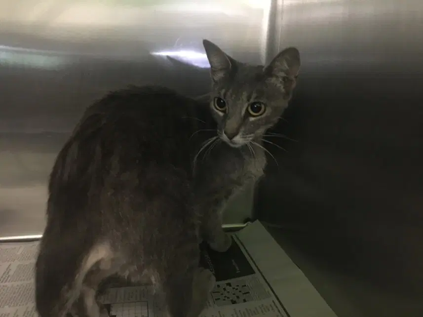 Magdalena - Domestic Short Hair