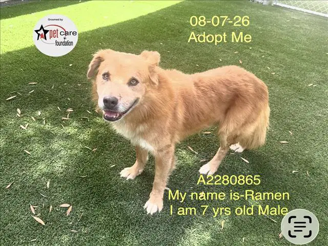 Ramen - Labrador Retriever