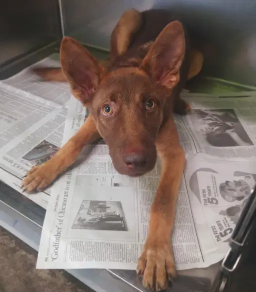 Nova - German Shepherd Dog