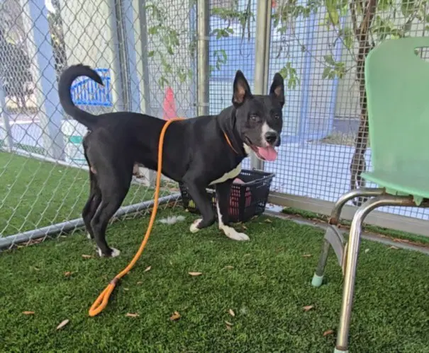 Lucky - American Staffordshire Terrier
