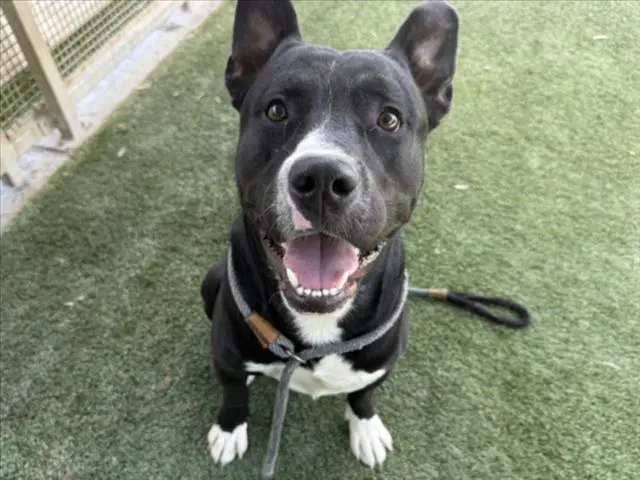 Lucky - American Staffordshire Terrier