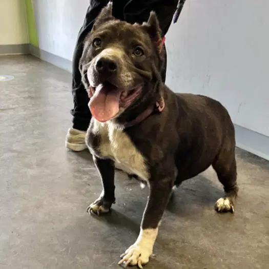Annabelle - Pit Bull Terrier