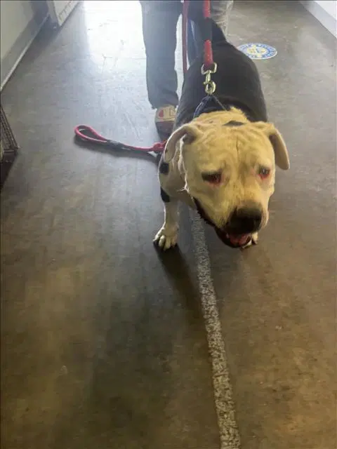 Remie - Pit Bull Terrier