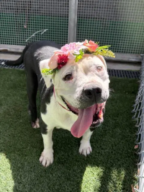 Remie - Pit Bull Terrier