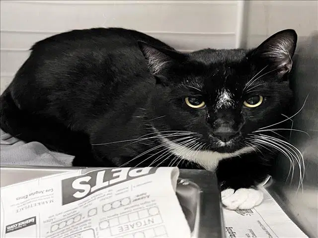 Unknown - Domestic Short Hair