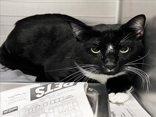 A - Domestic Short Hair available for adoption