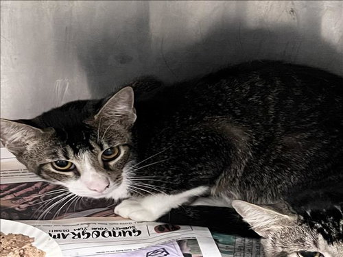B - Domestic Short Hair available for adoption